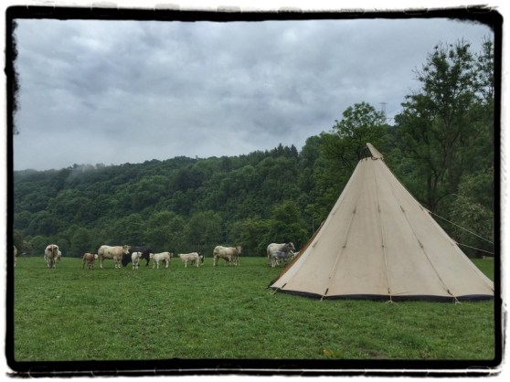 tent-koeien-ardennen